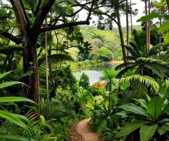 Descubra o Parque Estadual Mata do Xem-Xem na Paraíba